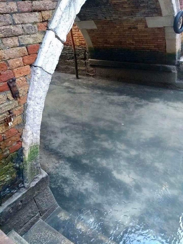 Swans returning to Venice